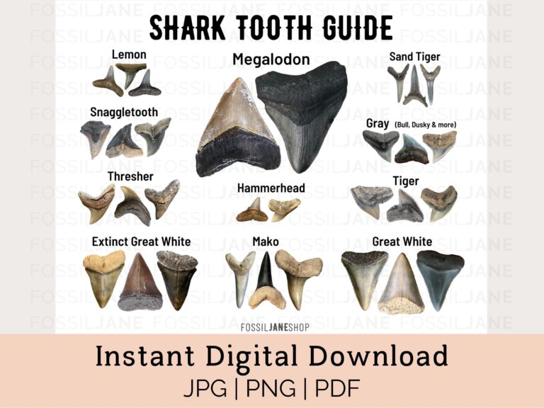 Shark Tooth Identification Guide Instant Download Fossil ID Card Digital Download Etsy