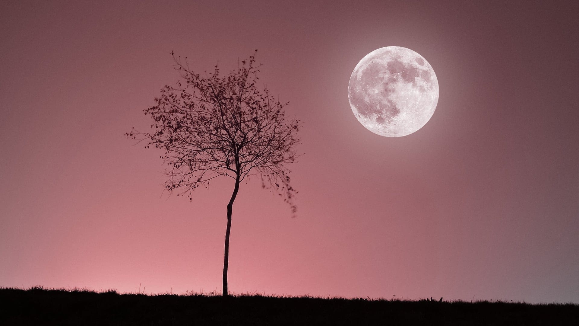 Full Moon April 2026 Next Full Pink Moon 2026 Meaning Virgo Moon Star Walk Full Moon April 2026 Next Full Pink Moon 2026 Meaning Virgo Moon Star Walk