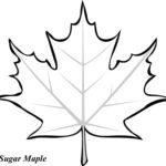 Leaf Printable Coloring Pages HubPages