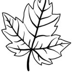 Printable Leaf Outline Templates Crafty Morning
